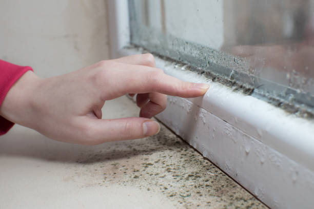 Asbestos and Lead Testing During Mold Inspection in Anton, TX